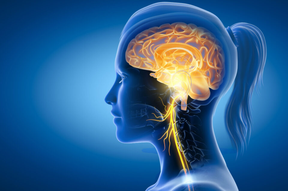 How to Support the Vagus Nerve and Improve Heart Rate Variability (HRV)?